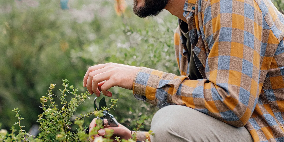 A gardener kneeling beside a border, snipping a faded stem from a flowering shrub with hand pruners